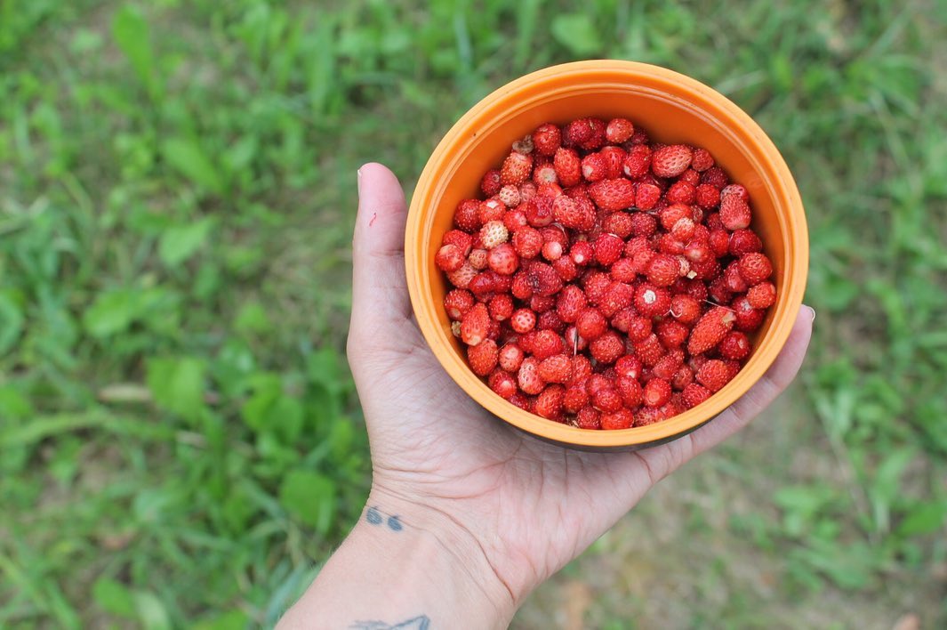 Wildlife & Camping 4