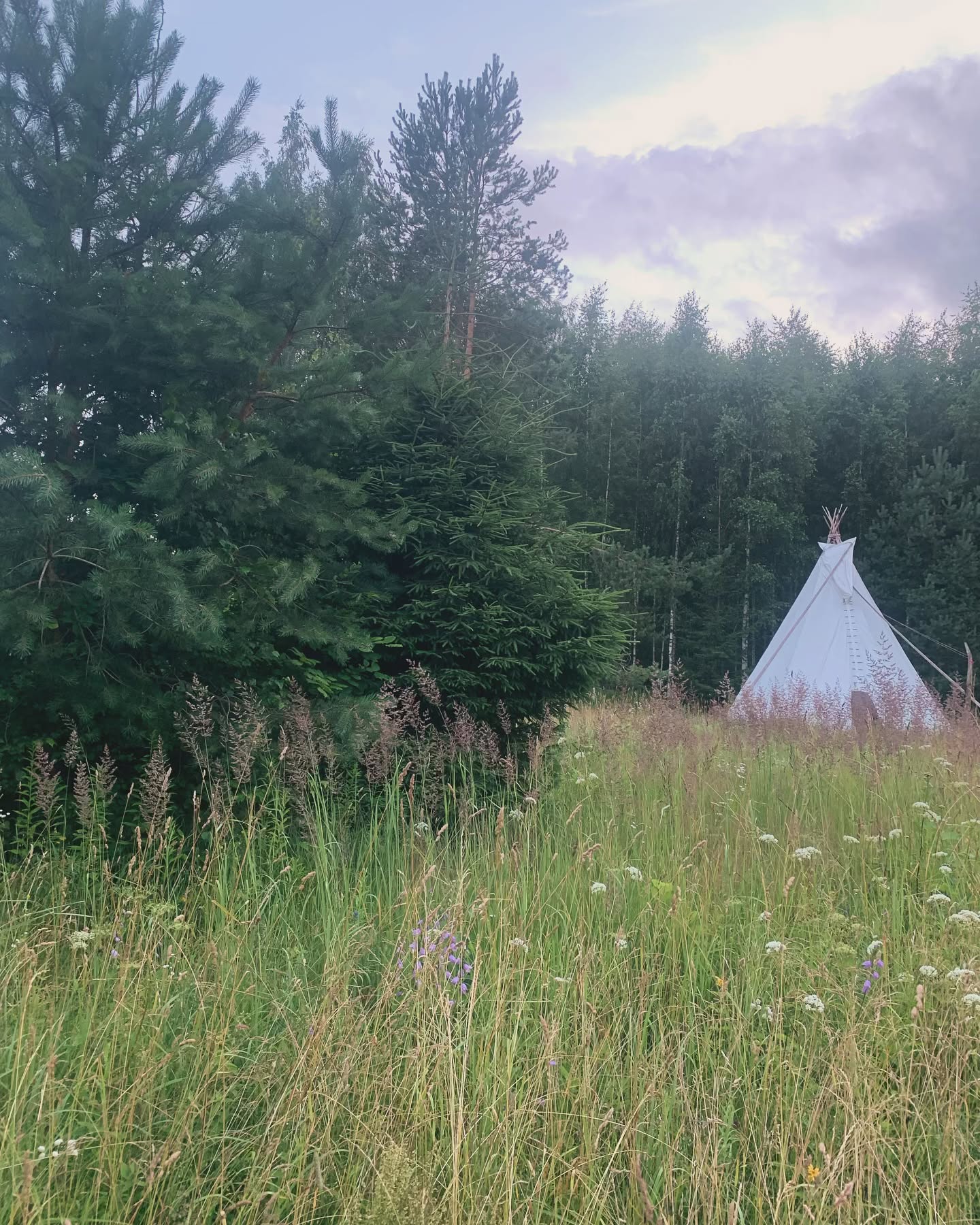 Wildlife & Camping 6